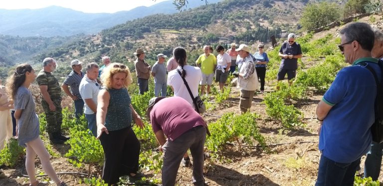 Λέσβος: Μεγάλο ενδιαφέρον των εθελοντών στο Βιωματικό εργαστήρι μπολιάσματος αμπελώνα στην Ανεμώτια