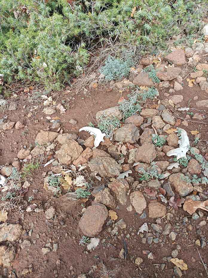 Καστοριά: Εντοπίστηκαν νεκρά σκυλιά – Επικηρύχθηκε με 1.000 ευρώ ο δράστης