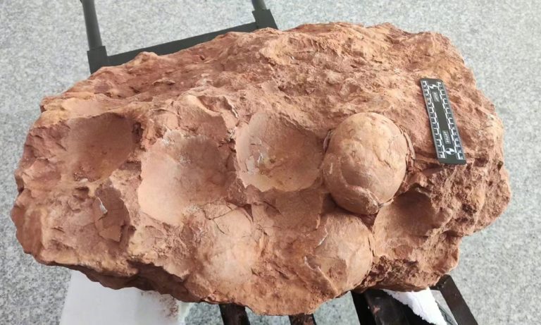 Βρέθηκαν λείψανα αυγών δεινοσαύρων ηλικίας 80 εκατομμυρίων ετών στην Ανατολική Κίνα
