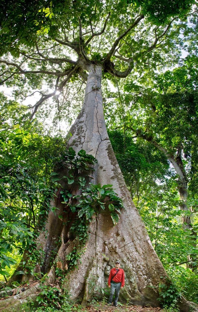 Επιστήμονες έφτασαν στο ψηλότερο δέντρο που έχει βρεθεί ποτέ στον Αμαζόνιο                  