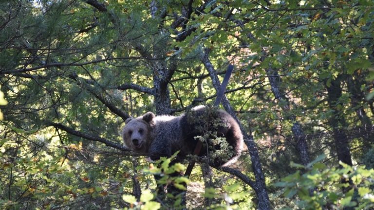 Φλώρινα: Αρκούδα απεγκλωβίστηκε από αυτοσχέδια παράνομη παγίδα (βίντεο)