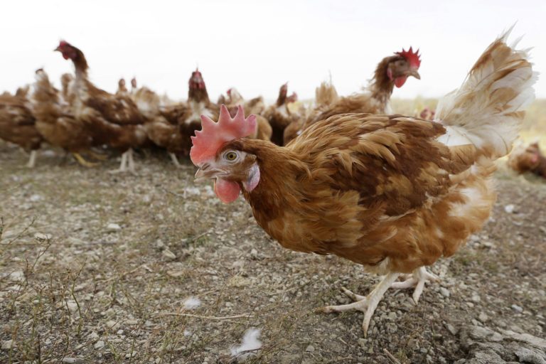 ΗΠΑ: Κοντά σε νέο ρεκόρ θανάτων εκτρεφόμενων πουλερικών από τη γρίπη των πτηνών