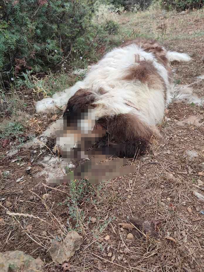Καστοριά: Εντοπίστηκαν νεκρά σκυλιά – Επικηρύχθηκε με 1.000 ευρώ ο δράστης