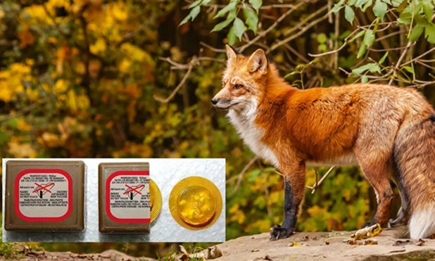 Π.Ε. Σερρών :Από αέρος εμβολιασμός κατά της λύσσας των κόκκινων αλεπούδων