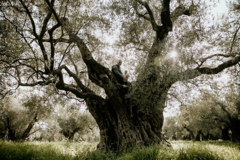 Εβδομήντα ένα υπεραιωνόβια ελαιόδεντρα εντοπίστηκαν στη Ρόδο