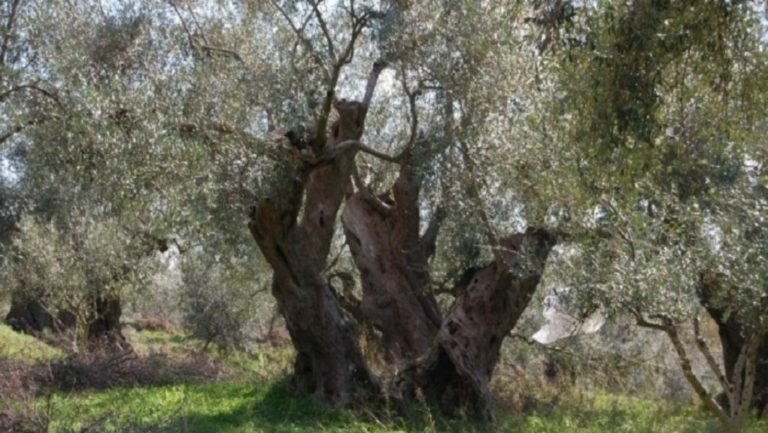 Ηράκλειο: Άγνωστος μετέτρεψε σε …καυσόξυλα λιόφυτο του δήμου Ηρακλείου