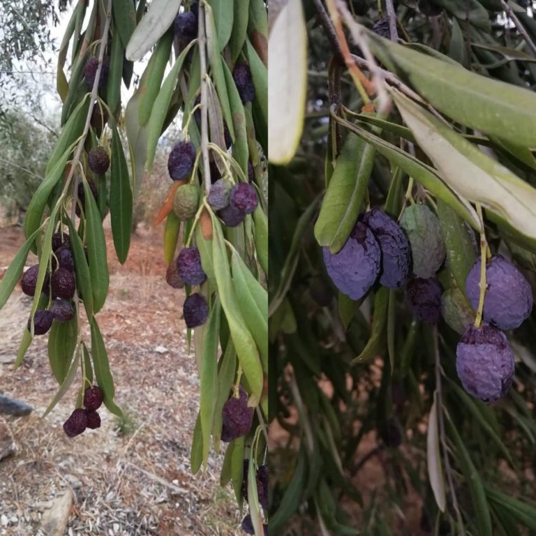 Ν. Πήλιο: Καταστροφή ελαιοκάρπου από τις υψηλές θερμοκρασίες