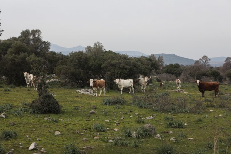 Αυξήθηκε ο προϋπολογισμός για τους κτηνοτρόφους