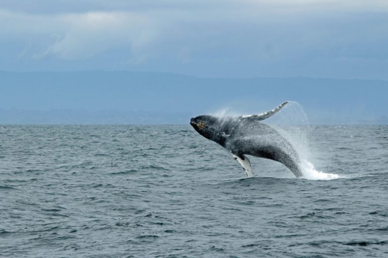 Χιλή: Σημαδούρες υψηλής τεχνολογίας αποτρέπουν τη σύγκρουση πλοίων με φάλαινες που μεταναστεύουν (video)