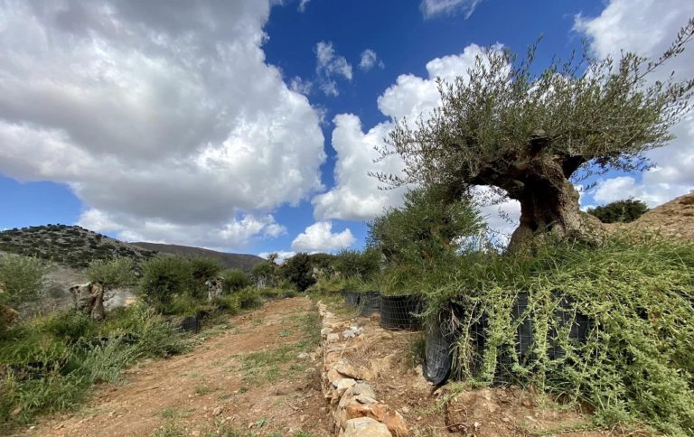 Ηράκλειο: Αιωνόβια ελαιόδεντρα θα υποδέχονται τον κόσμο στο νέο διεθνές αεροδρόμιο του Ηρακλείου