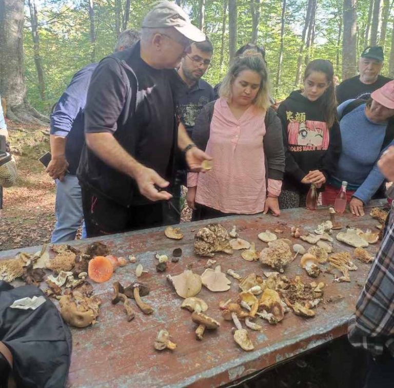 Ολοκληρώνεται η 4η γιορτή μανιταριού στην Μακρυράχη Πηλίου