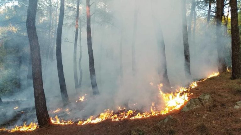 Κομοτηνή: Υπό έλεγχο η πυρκαγιά στο Μέγα Πιστό